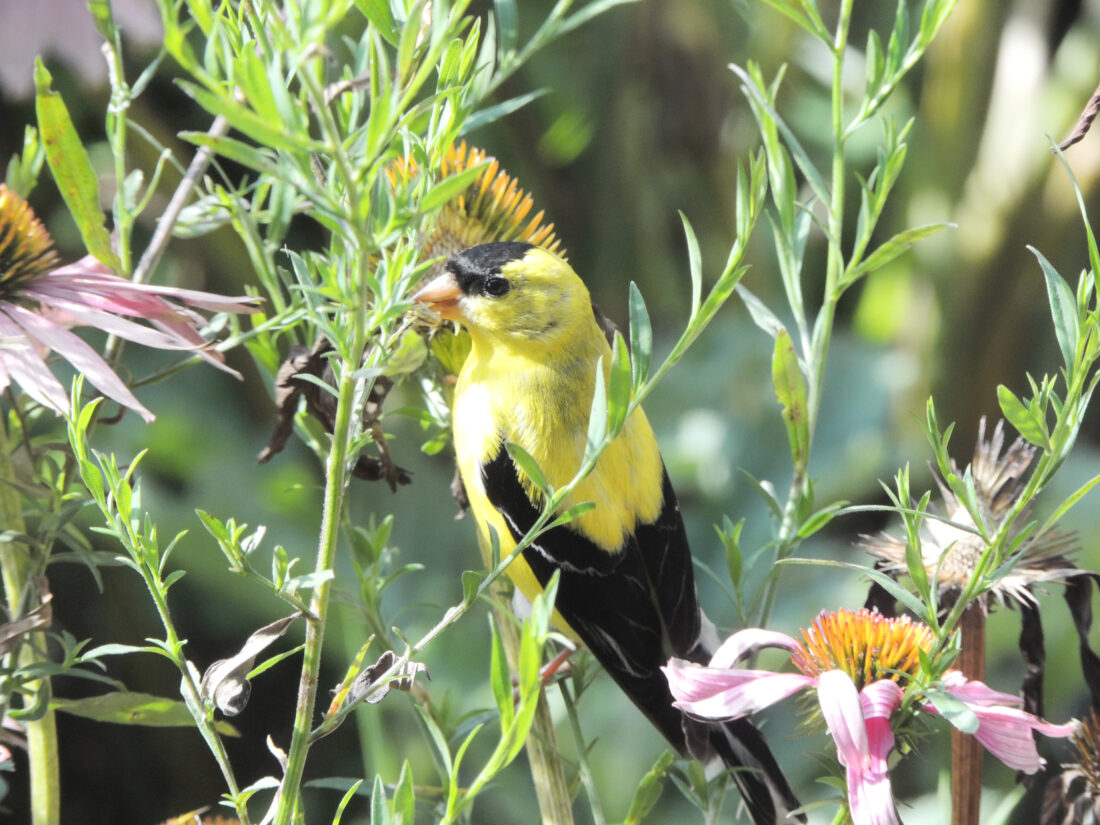 Can I feed goldfinches without getting thistles over my yard? | News